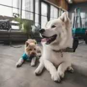 如何训练一个年轻的阿拉斯加犬来适应室内生活环境和日常活动的要求？