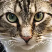 除了定期体检外还有什么其他方法可以检测到猫咪是否感染了弓形体病原体病毒吗？