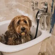 通常情况下一只狗多长时间洗澡？