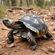 有哪些种类属于龟鳖类动物？