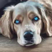 为什么狗的眼睛会变蓝色？