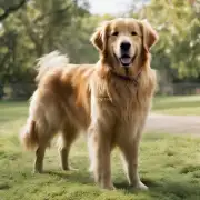 如果我有一只大型犬类动物比如金毛寻回犬或其他品种的大型犬种应该如何在他们的身上进行修剪操作来确保它们保持整洁且舒适度高？