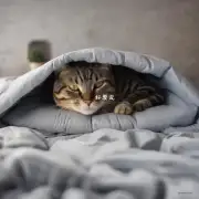 猫为什么会选择在床里睡觉？