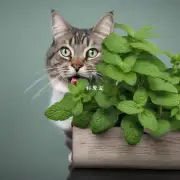 猫吃了多少颗薄荷草根可以致死？