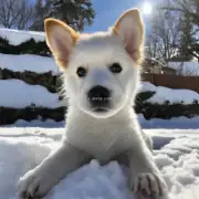 你好我是小狗我想问一下在冬季里晒太阳对狗来说有多重要？