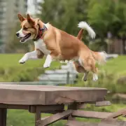 如何让狗学会跳跃？