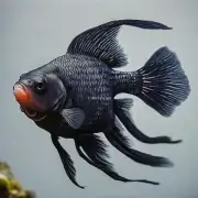 为什么有些黑金鱼看起来比其他黑金鱼更大更胖？