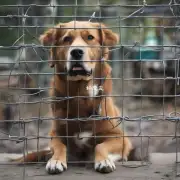 如果你看到了一只正在受到虐待的狗或其他动物遭受痛苦的情况发生你认为我们应该如何介入并防止这种情况再次发生？
