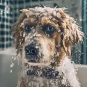 在狗狗洗完澡之后多长时间内应该给它接种狂犬病疫苗？