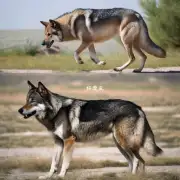 中亚犬和狼之间的战斗方式有什么不同吗？