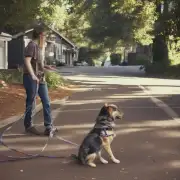 如何训练一只狗学会跟着你走？
