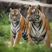 为什么我们家中的老虎比其他动物更容易生病？