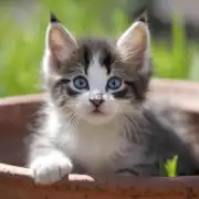 为什么一些小猫咪在炎热天气下容易脱水和口渴呢？