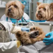 如果你怀疑自己的宠物已经得了某种疾病或病症应该如何进行诊断并寻求专业医疗建议？