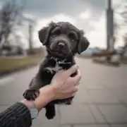 如何正确抱起一只小狗？