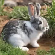 当兔子没有足够的水分时会出现什么症状？