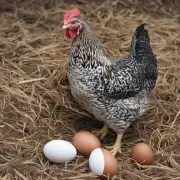 如果一只母鸡没有下蛋会怎样？