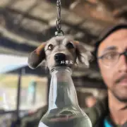 我可以为你提供有关狗狗打吊瓶的信息吗？