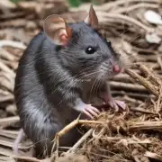 如何处理一只死去的老鼠？