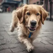如果我的宠物狗在户外散步时不小心跑丢了怎么办呢？