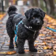 为什么狗狗会喜欢外出散步？