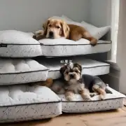 应该给土狗准备什么样的床垫和枕头呢？
