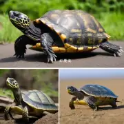龟鳖会随着时间而逐渐变化体型大小么？