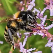 如果你已经被蜜蜂咬伤了应该怎么办？