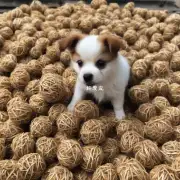 如何使用木屑和羊毛来制造一个适合小型犬狗磨牙咬嚼的小球？