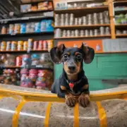 什么是最好的方式来了解一家宠物店是否有信誉良好的腊肠犬供销售？