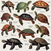 不同类型的龟鳖有什么特点和区别吗？