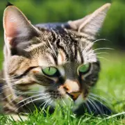 猫为什么会喜欢吃草？