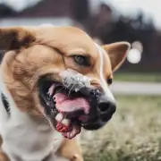 为什么狗狗有时候会咬人？