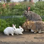 垂耳兔会不会自己抓取食物来补充营养呢？