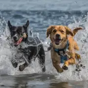 为什么狗能在不同的水域中自如地行动和生存下去？