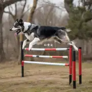 是否有任何方法可以帮助那些已经拥有了多年经验但目前无法正确表演特定跳跃技术的老年狗狗重新获得这些技能？