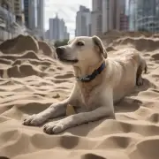 为什么有些人喜欢在城市里养沙皮犬？