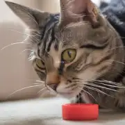 如何让一只猫在不使用爪子的情况下抓住一个静止的目标物体？