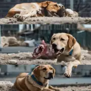 为什么狗狗会咬其他动物的身体部位呢？