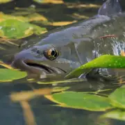 什么类型的水最适合饲养魟鱼？