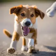 为何有些狗狗会不停地咬着自己的尾巴或者脚丫子？