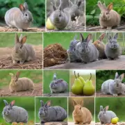 垂耳兔是否适应不同的环境温度和湿度范围作为生存条件的一部分？