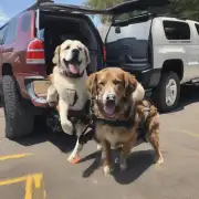 什么是最佳的大型犬运输方式选择？