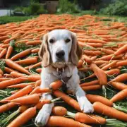 狗为什么不喜欢吃胡萝卜？