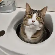 如何在没有厕所的情况下训练我的猫去使用指定的地方排泄？