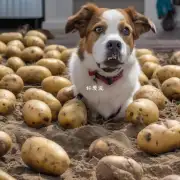 为什么狗会喜欢吃土豆？