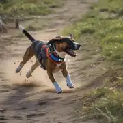 如何让狗学会追逐和咬东西？