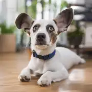 如果你的宠物出现了耳朵感染的症状怎么办？
