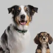 如何判断一只狗是中型还是小型犬？