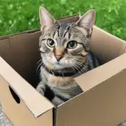 在什么情况下猫咪会进入一个盒子？